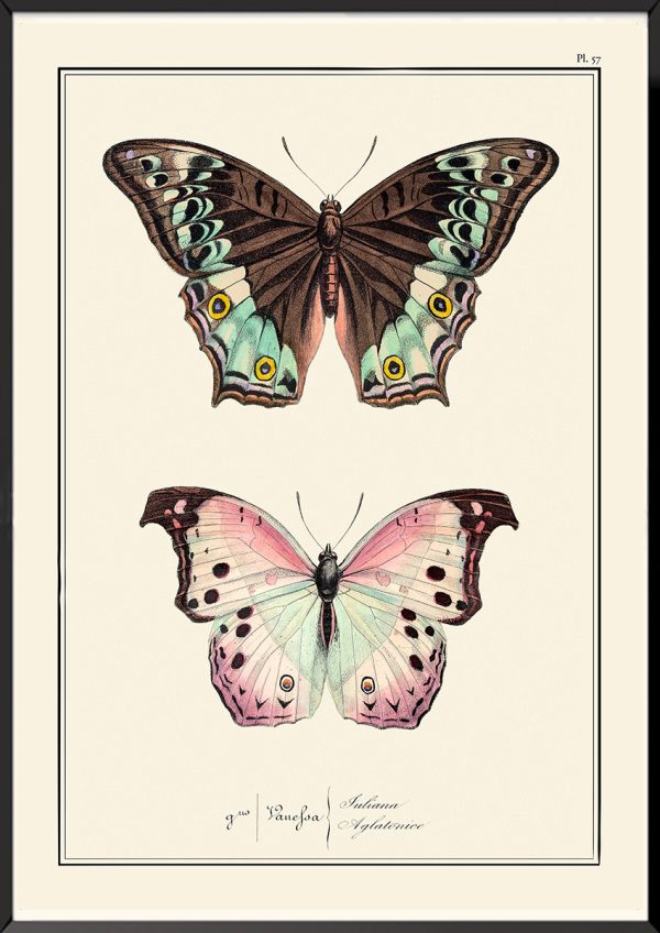 Papillons Pierre-Hippolyte Lucas