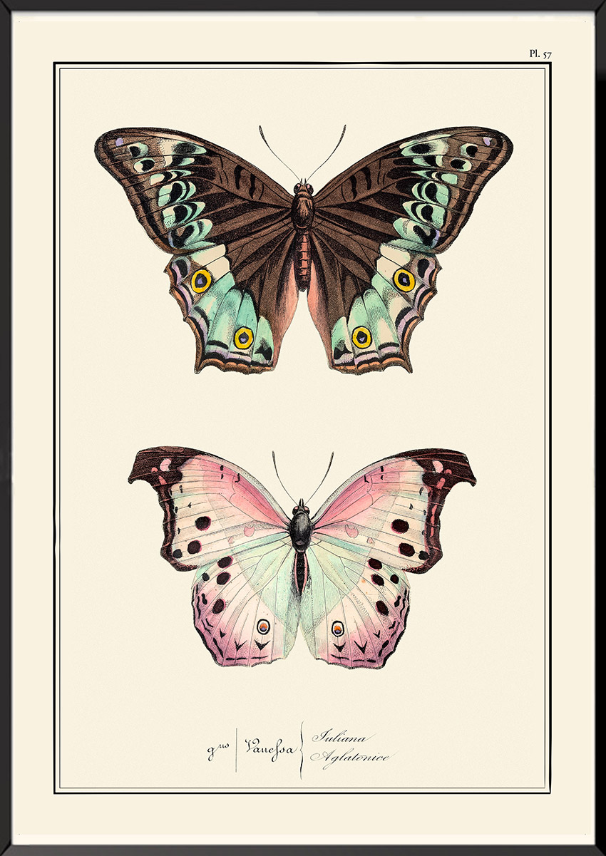 Papillons Pierre-Hippolyte Lucas
