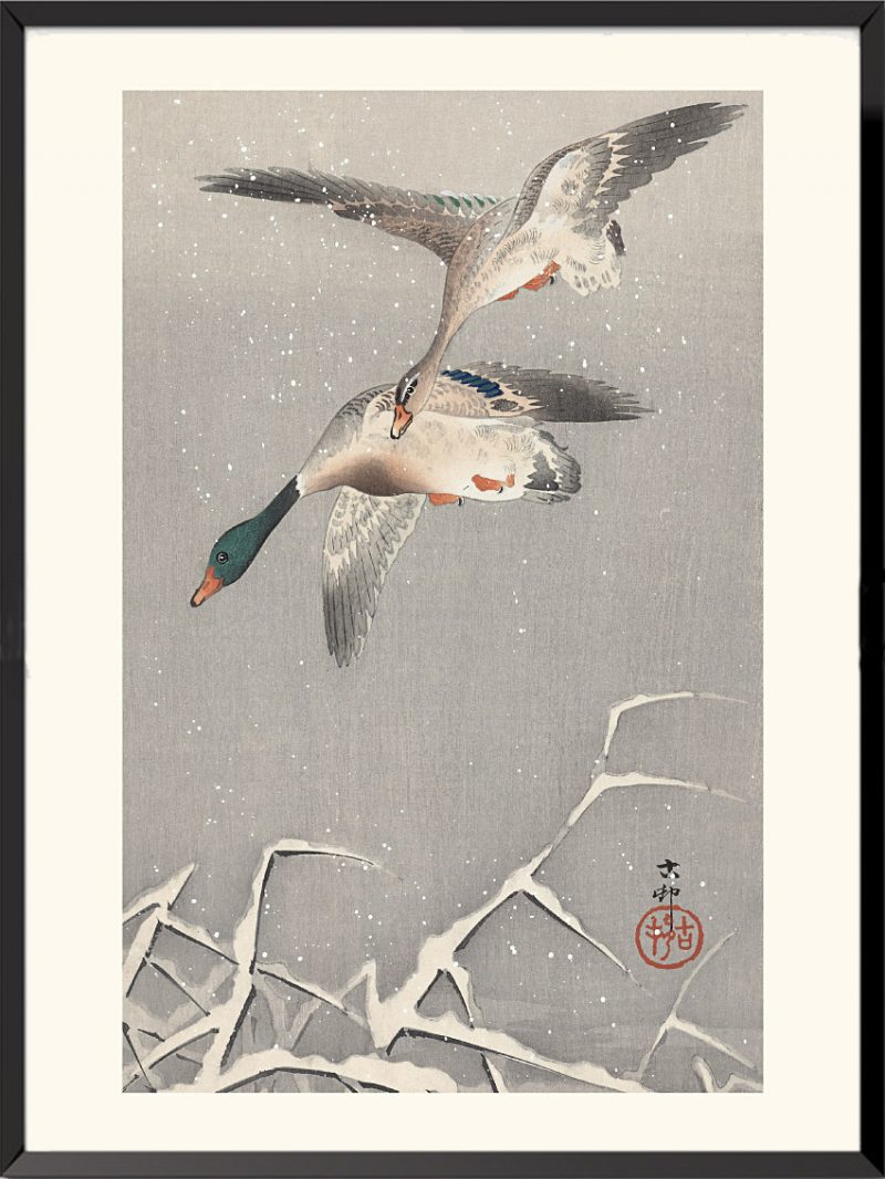 Estampe Canards colverts de Ohara Koson