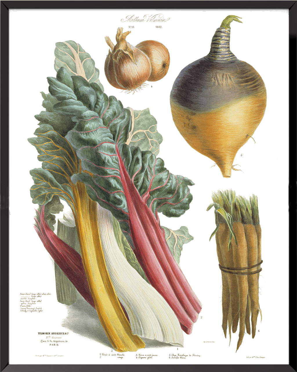 Illustration Vegetable Plants Plate n°13 - 1862, Album Vilmorin