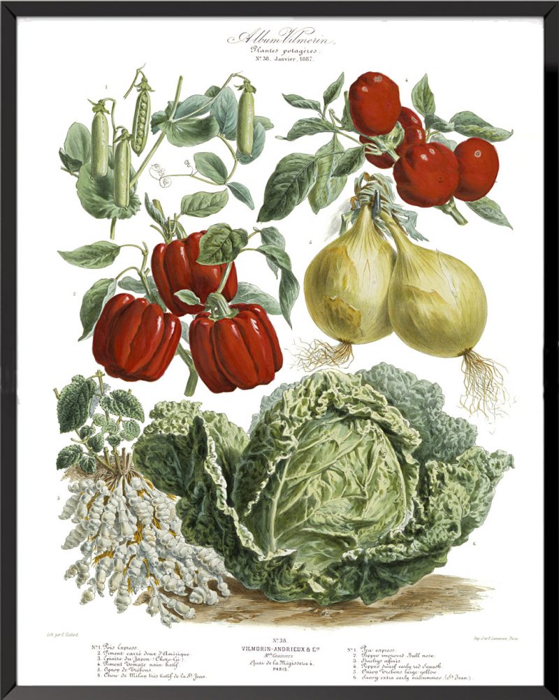 Illustration Les Plantes Potagères Planche n° 38 - 1887, Album Vilmorin