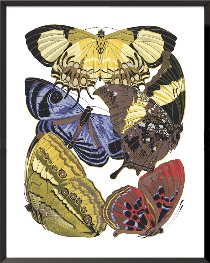 Illustration Papillons (planche 1) de Émile Séguy