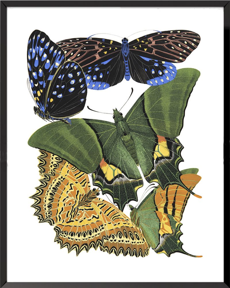 Illustration Papillons (planche 2) de Émile Allain Séguy