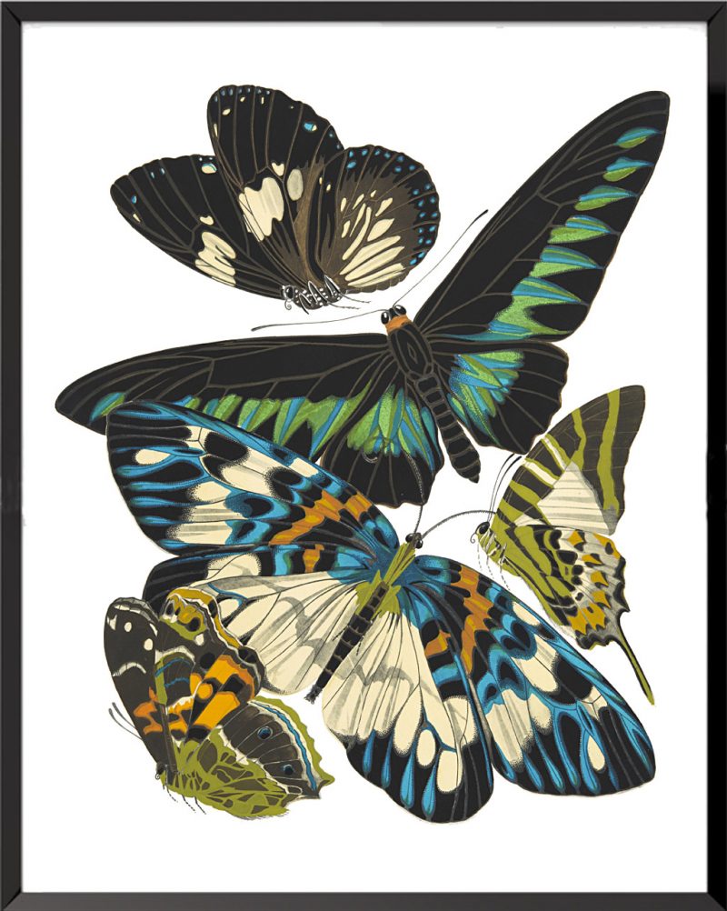 Illustration Papillons (planche 3) de Émile Allain Séguy