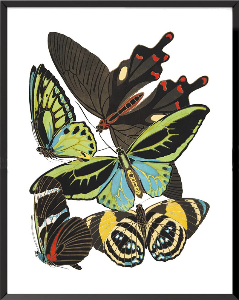 Illustration Papillons (planche 4) de Émile Allain Séguy
