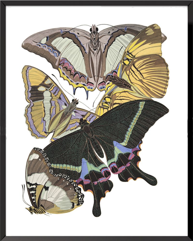 Illustration Papillons (planche 5) de Émile Allain Séguy