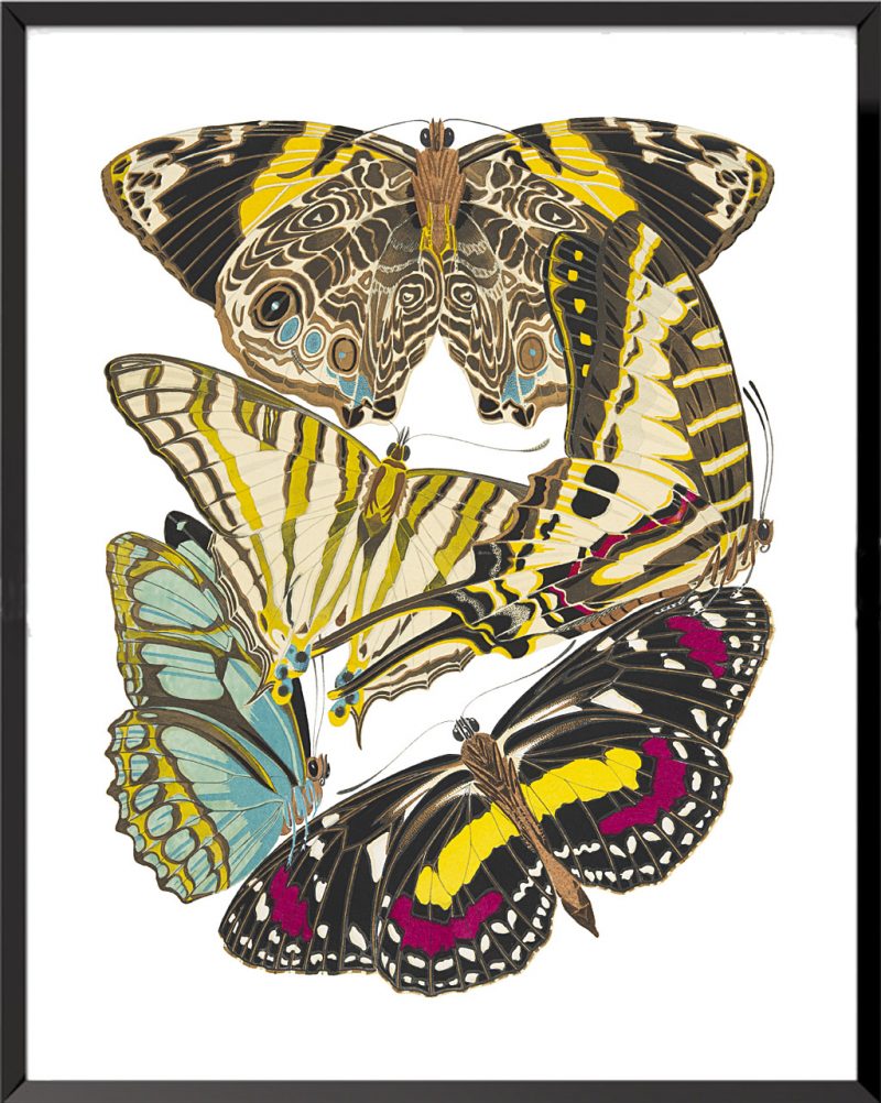 Illustration Papillons (planche 6) de Émile Allain Séguy