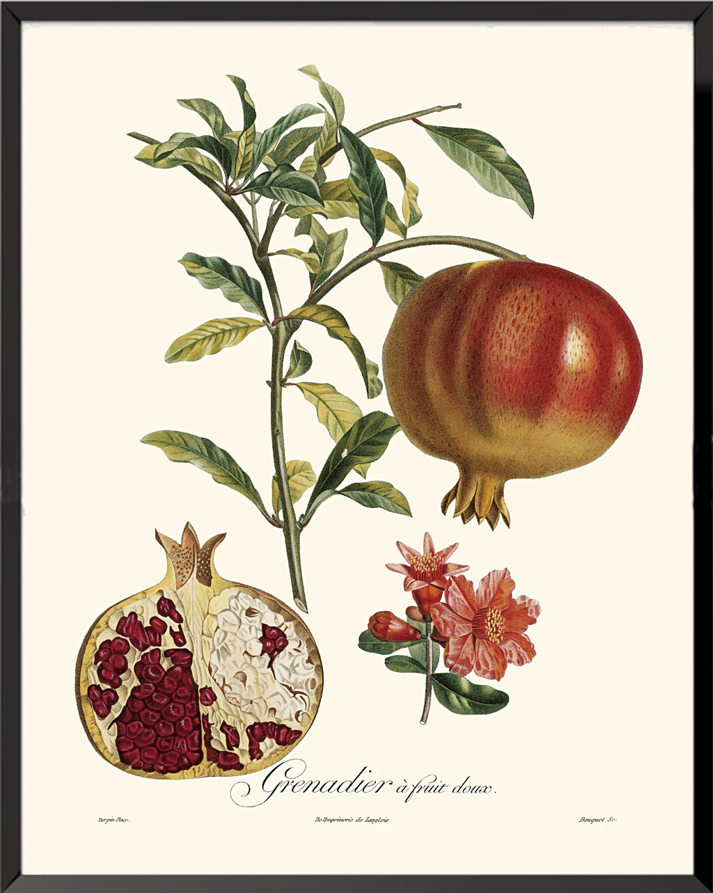 Illustration Grenadier à fruits rouges de Pierre Jean François Turpin