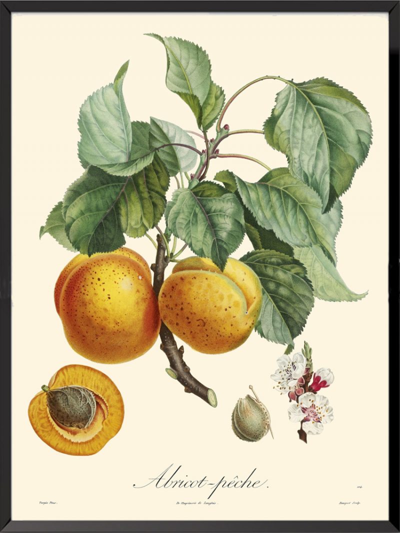 Illustration Poiteau Turpin abricot