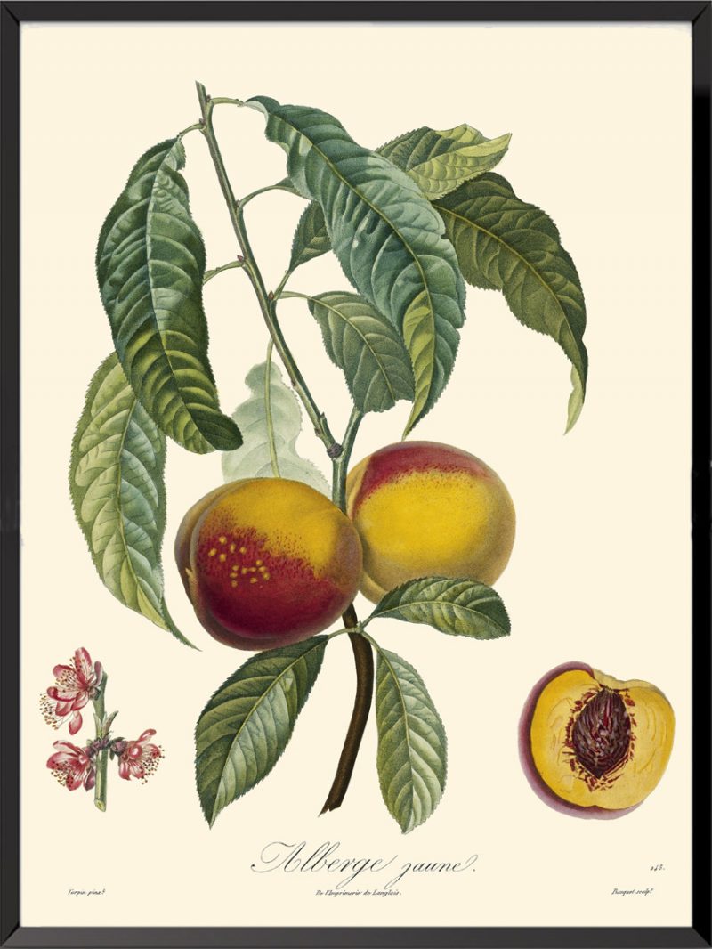 Illustration Poiteau Turpin Alberge jaune