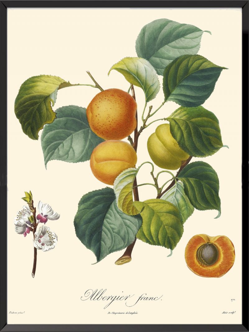 Illustration Poiteau Turpin Albergier franc