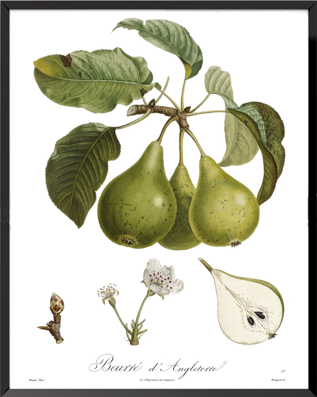 Les Plantes Potagères Planche n° 13 - 1862, Album Vilmorin