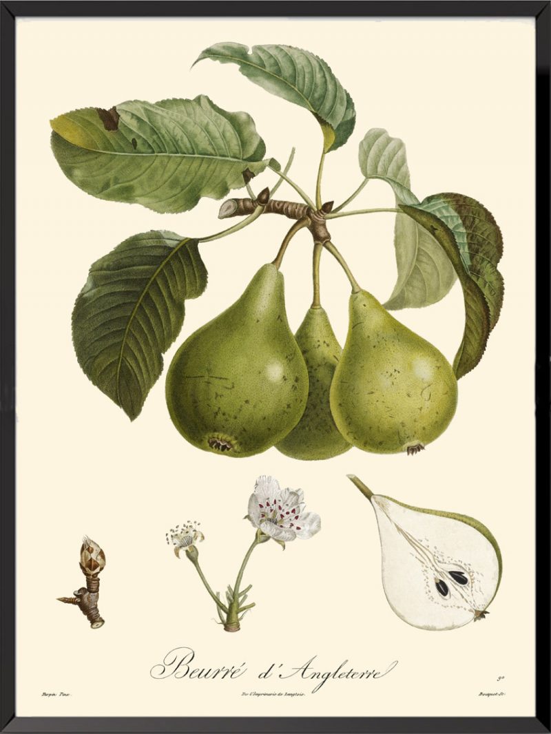Illustration Poiteau Turpin Beurré d'Angleterre