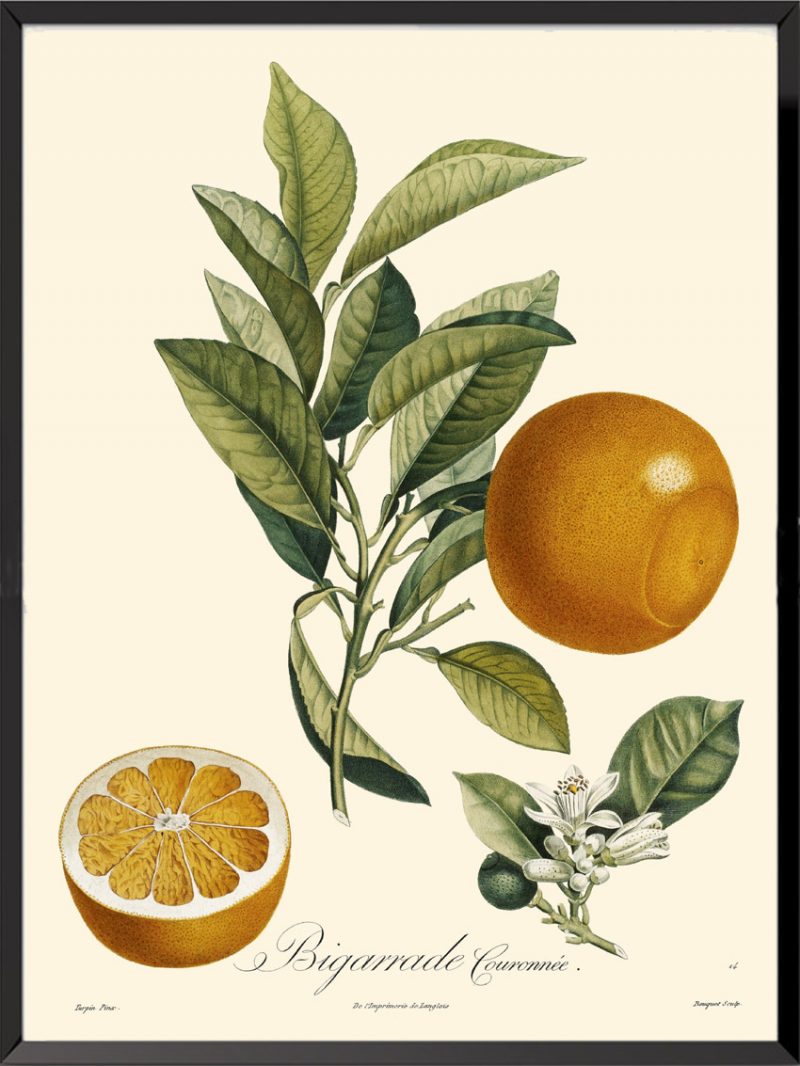Illustration Poiteau Turpin Bigarrade couronnée