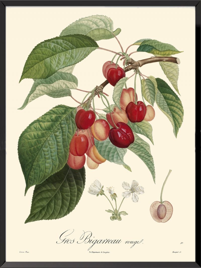 Illustration Poiteau Turpin Gros bigarreau rouge