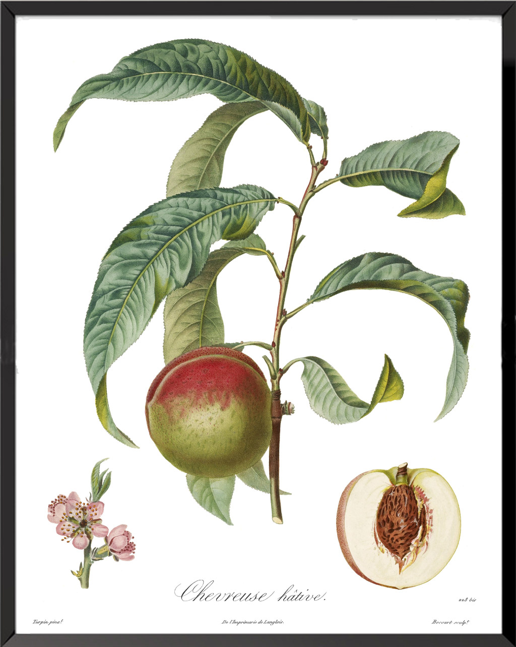 Les Plantes Potagères Planche n° 13 - 1862, Album Vilmorin