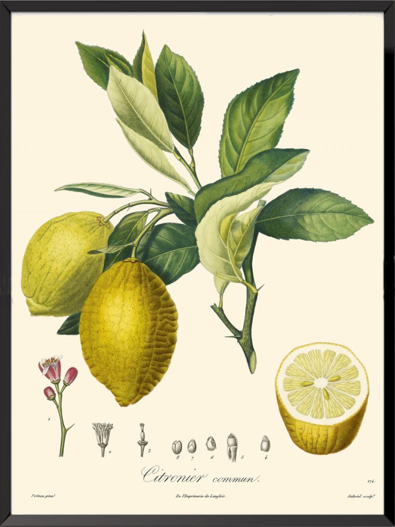 Illustration Poiteau Turpin Citronnier commun