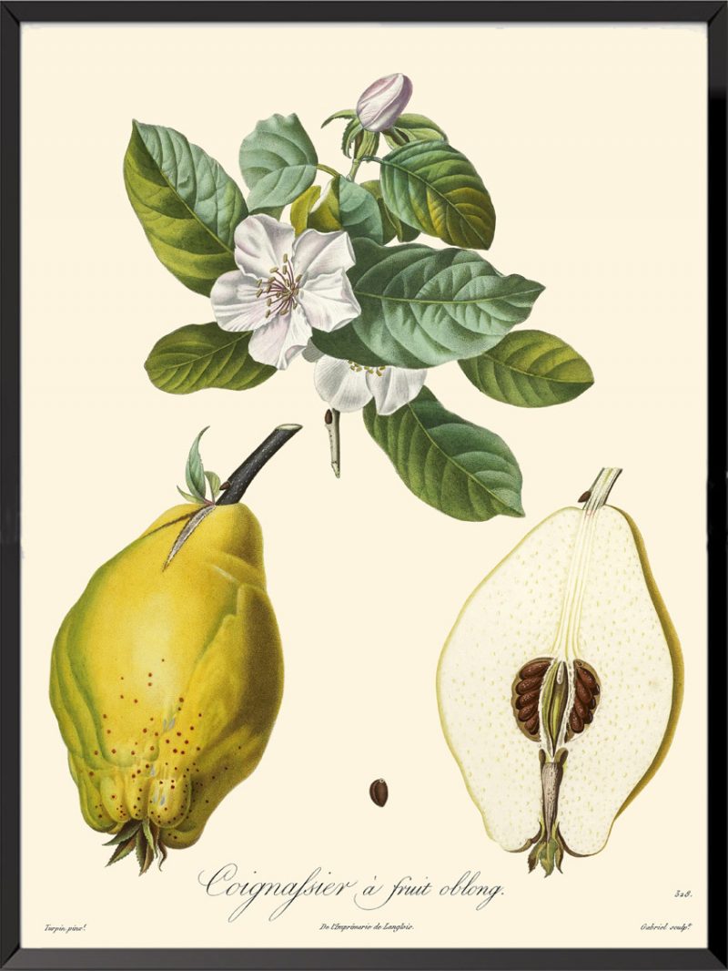 Illustration Poiteau Turpin Cognassier