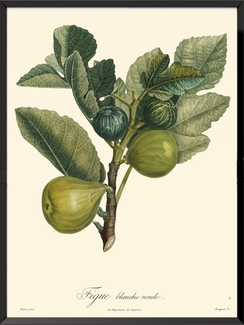 Illustration Poiteau Turpin Figue blanche ronde