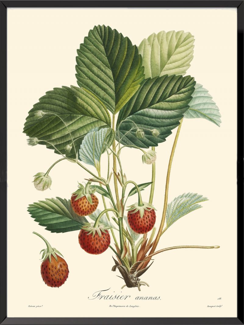 Illustration Poiteau Turpin Fraisier ananas