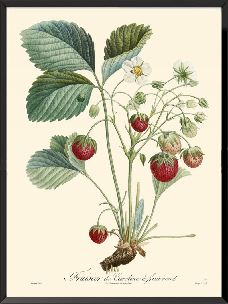 Illustration Poiteau Turpin Fraisier de Caroline à fruit rond
