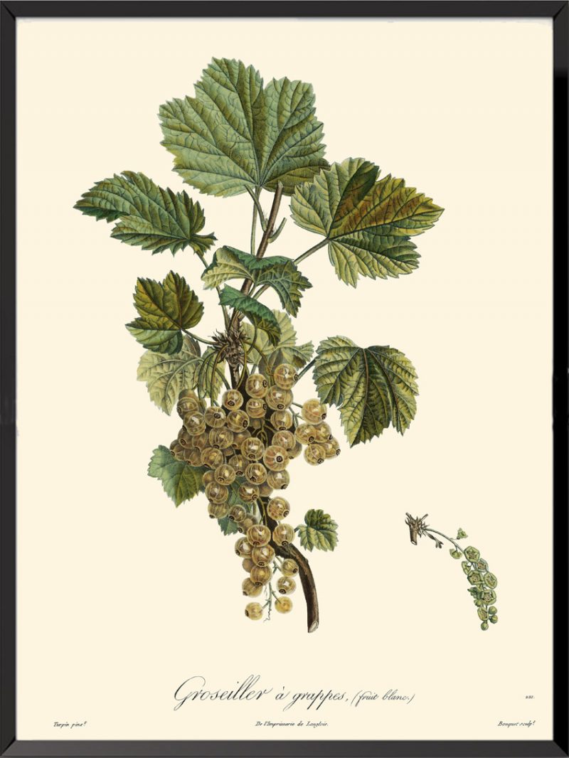 Illustration Poiteau Turpin Groseiller à grappes (fruit blanc)