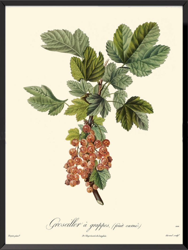 Illustration Poiteau Turpin Groseiller à grappes (fruit carné)