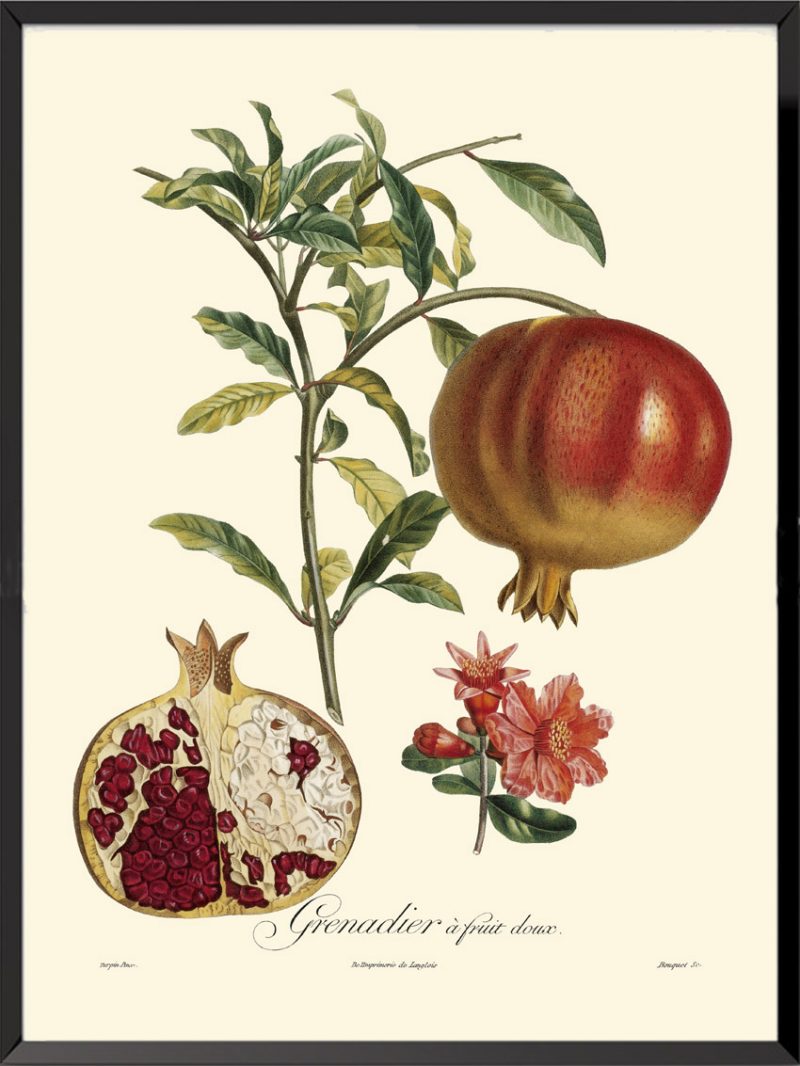 Illustration Poiteau Turpin Grenadier à fruits rouges