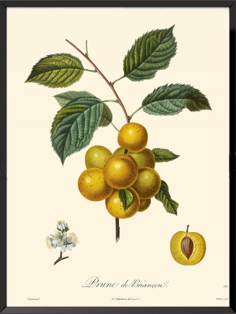 Illustration Poiteau Turpin Prune de Briançon