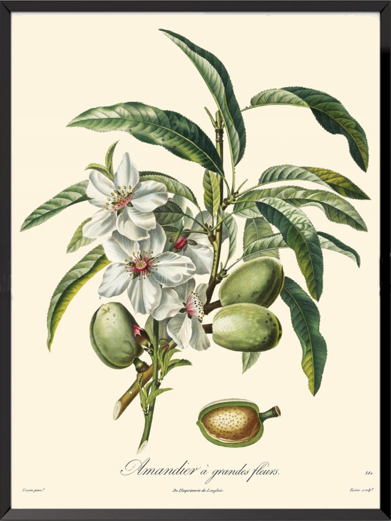 Illustration Poiteau Turpin Amandier à grandes fleurs