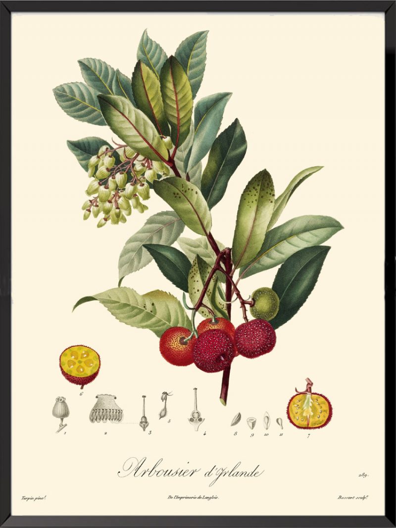 Illustration Poiteau Turpin Arbousier