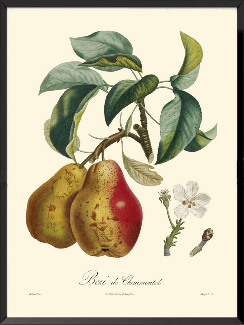 Illustration Poiteau Turpin Béry de Chaumontel