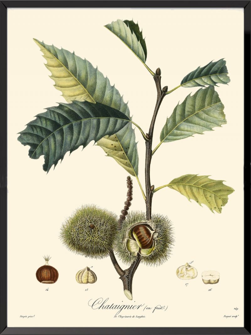 Illustration Poiteau Turpin Chataignier