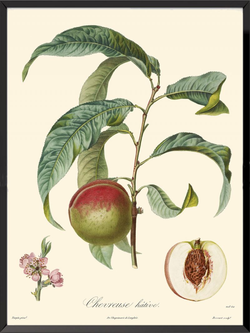 Illustration Poiteau Turpin
