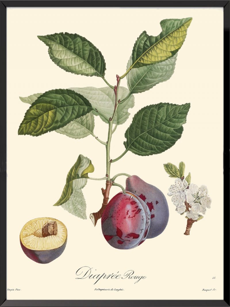 Illustration Poiteau Turpin Diaprée rouge