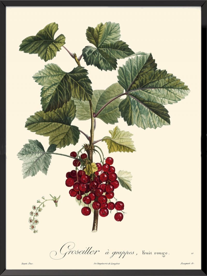 Illustration Poiteau Turpin Groseillier à grappes (fruit rouge)