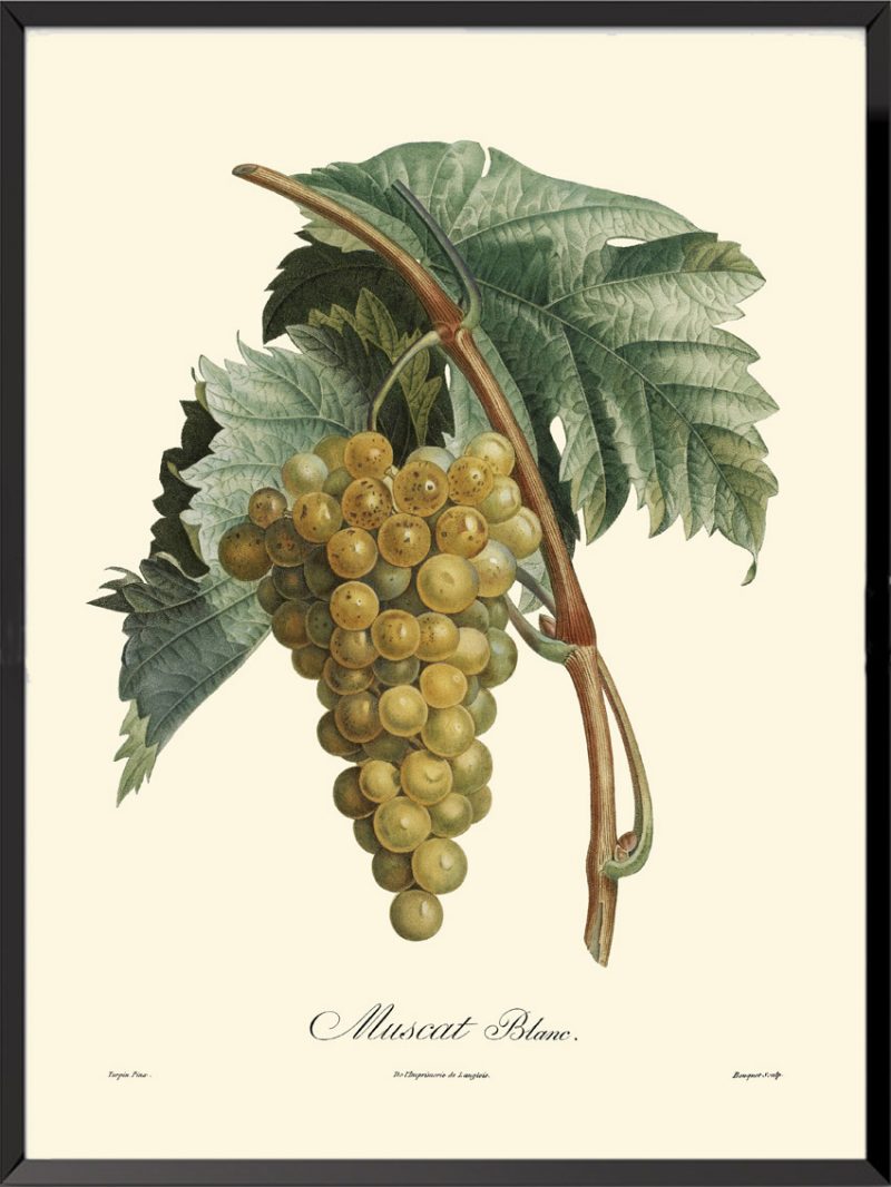 Illustration Poiteau Turpin Muscat blanc