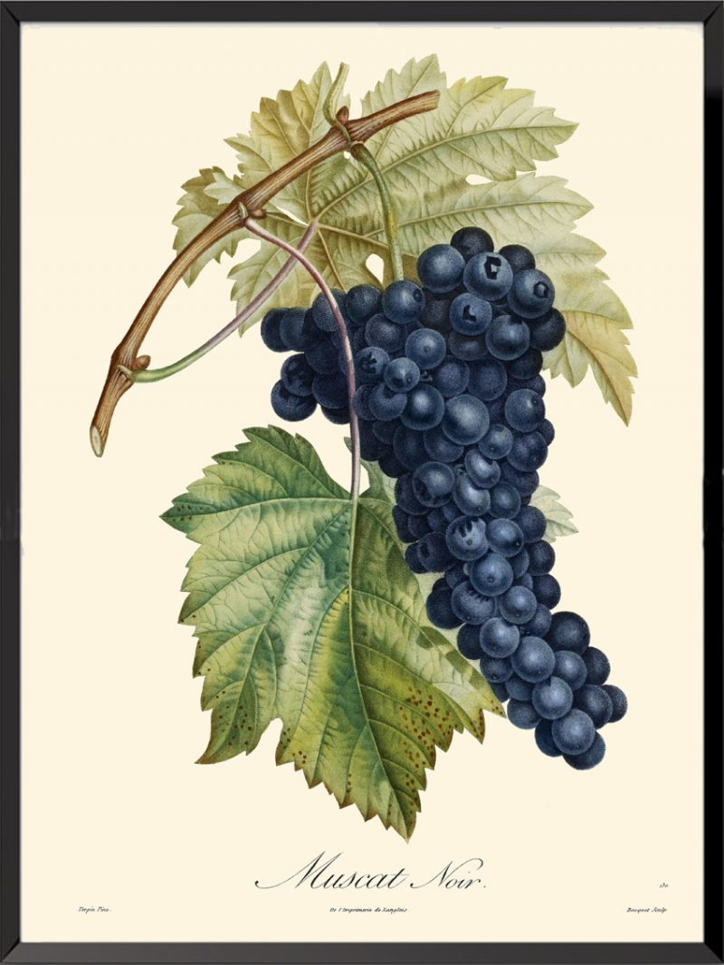 Illustration Poiteau Turpin Muscat noir