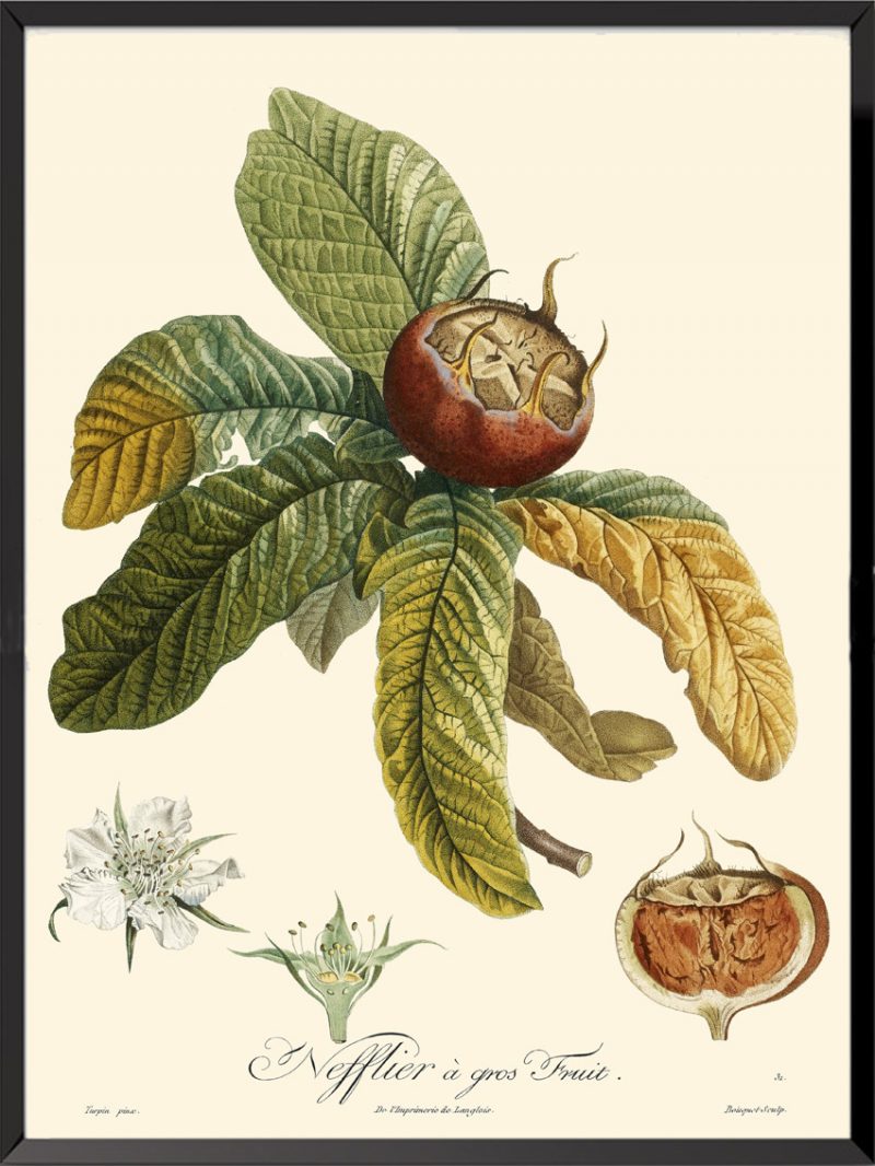 Illustration Poiteau Turpin Néflier