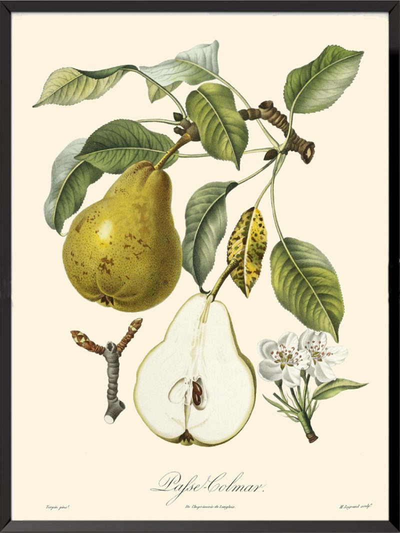 Illustration Poiteau Turpin