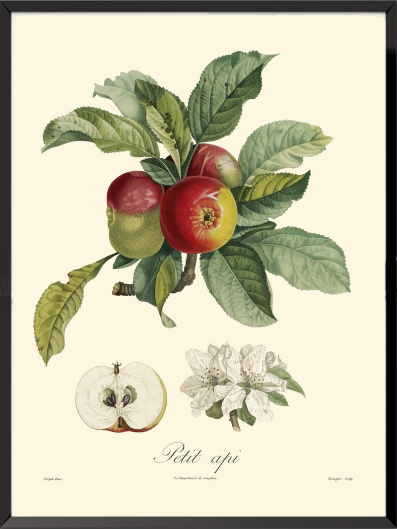 Illustration Poiteau Turpin Petit Api