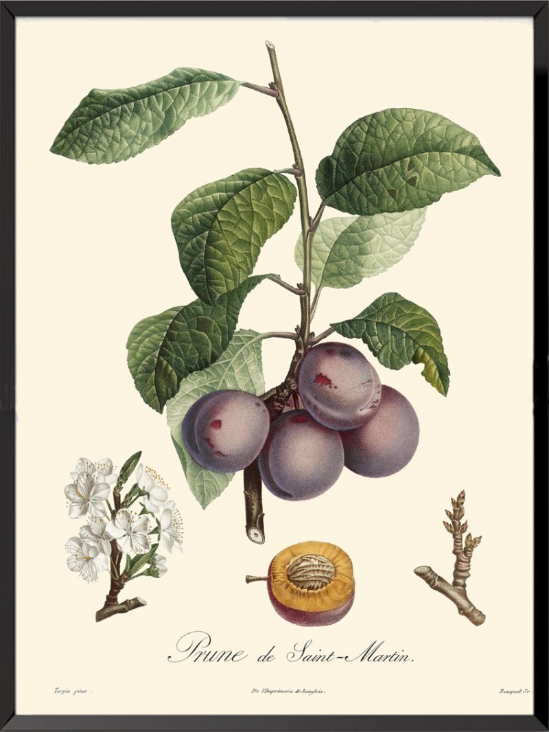 Illustration Poiteau Turpin Prune