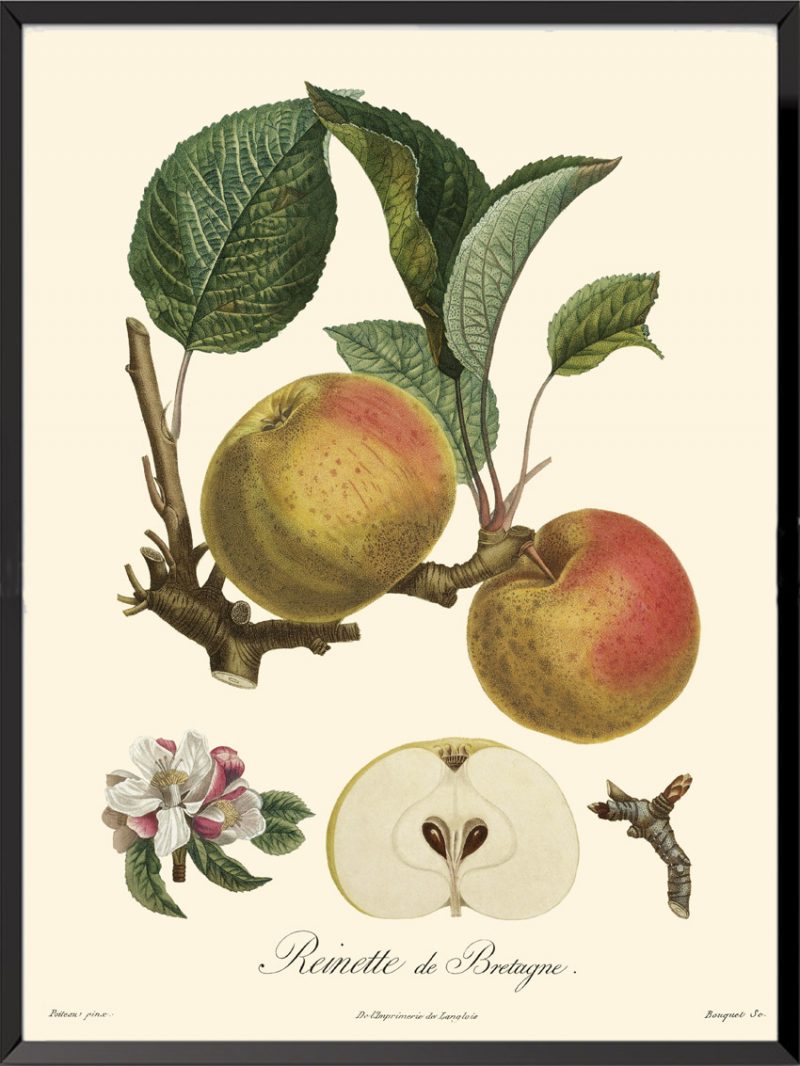 Illustration Poiteau Turpin Reinette de Bretagne
