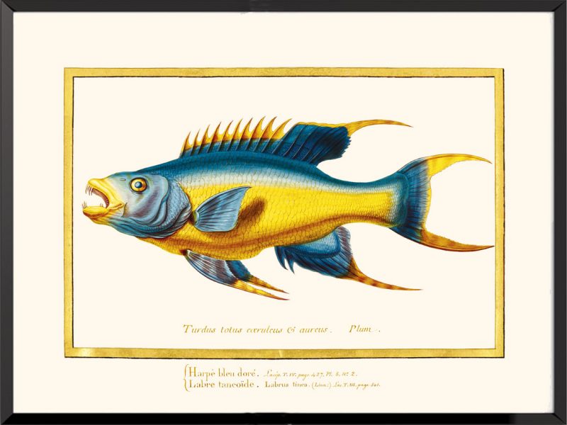 Illustration poisson harpe bleu doré vélin du muséum national d'histoire naturelle