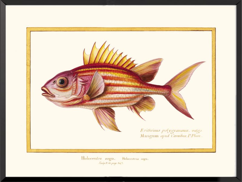 Illustration poisson Holocentre sogo