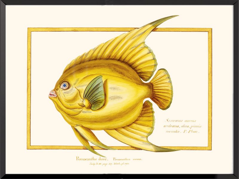 Illustration poisson pomacanthe doré vélin du muséum national d'histoire naturelle