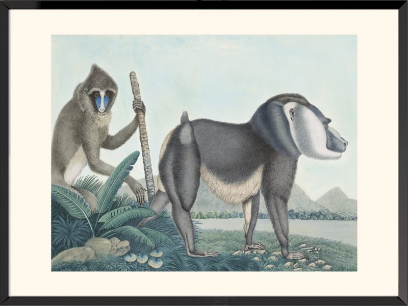 Illustration Mandrill et Drill Aloys Zötl