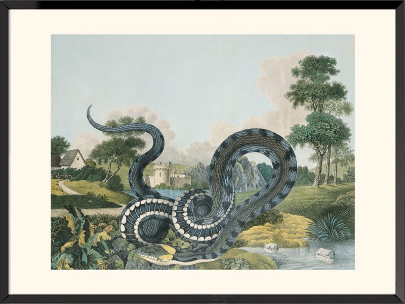 Illustration la couleuvre Aloys Zötl