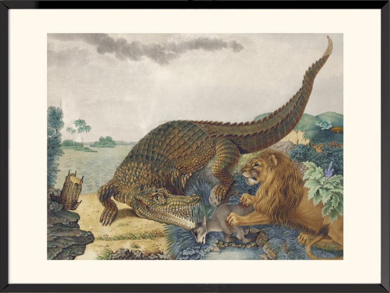 Illustration crocodile du Nil Aloys Zötl
