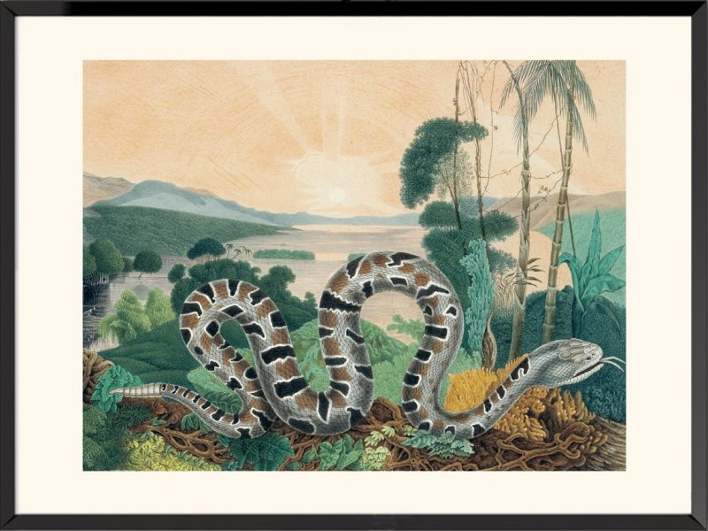 Illustration la vipère de louisiane Aloys Zötl